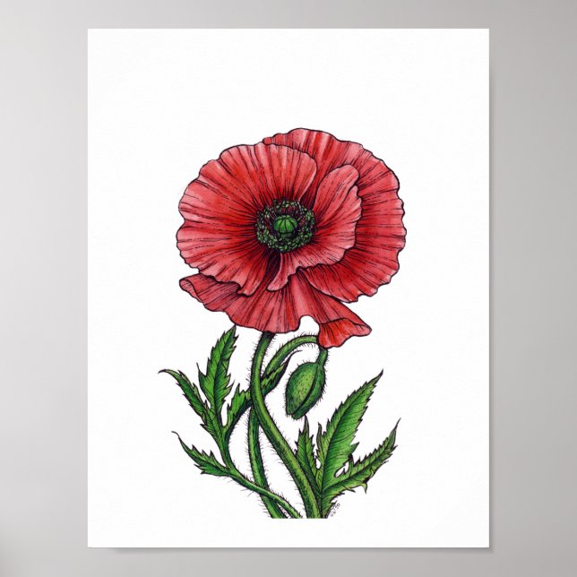 Affiche Pavot rouge, aquarelle et encre (Devant)