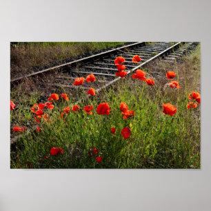 Affiche Pavot sauvage