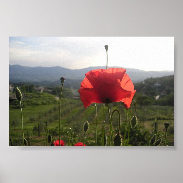 Affiche Pavot toscan (Devant)