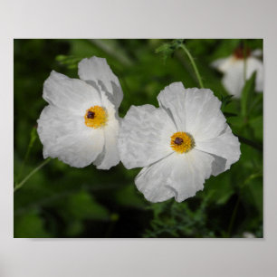 Affiche Pavots blancs Photographie de fleurs botaniques