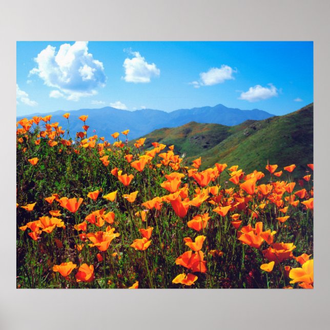 Affiche Pavots de Californie couvrant un flanc de colline (Devant)