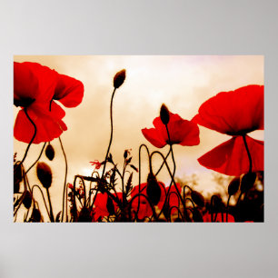 Affiche Pavots rouges à la copie d'affiche de crépuscule