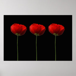 Affiche Pavots sur l'affiche noire
