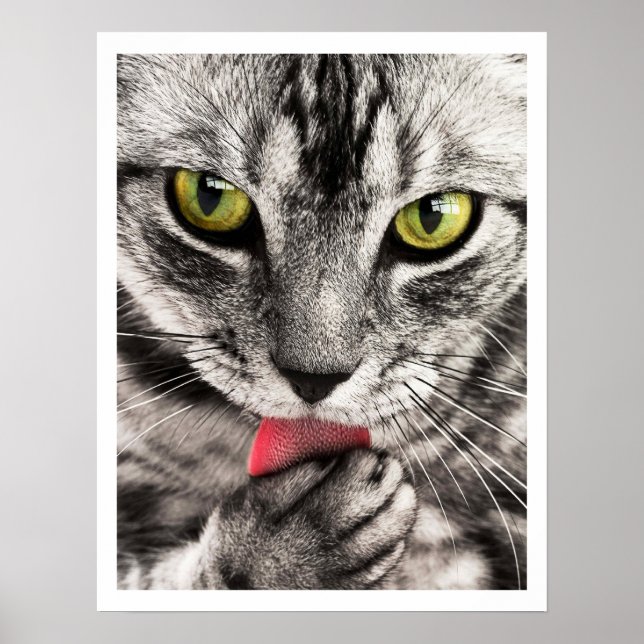 Affiche Paw de cueillette de chat Tabby (Devant)