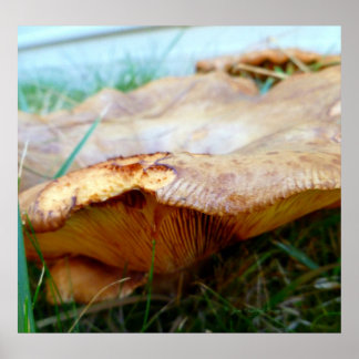 Affiche Paxillus involutus