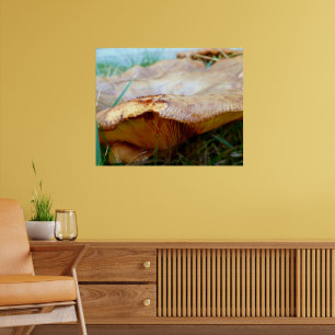 Affiche Paxillus involutus