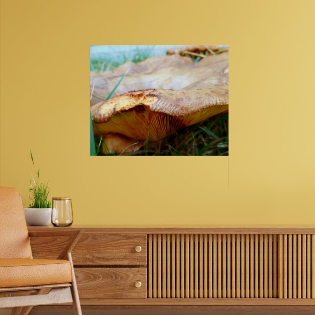 Affiche Paxillus involutus (Salon 2)