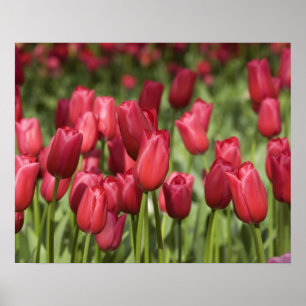 Affiche Pays-Bas (aussi appelé Hollande), Lisse. Keukenhof