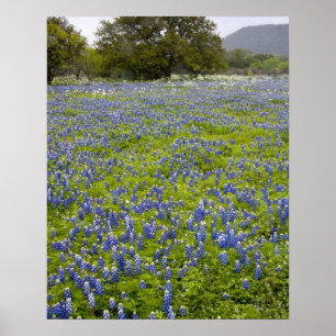 Affiche Pays collinaire, Texas, Bluebonnets et chêne