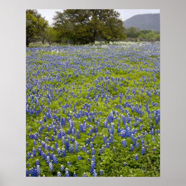 Affiche Pays collinaire, Texas, Bluebonnets et chêne (Devant)
