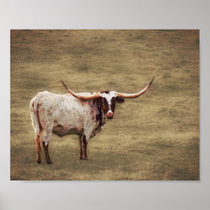 Affiche Pays Photographie rustique Highland Cow