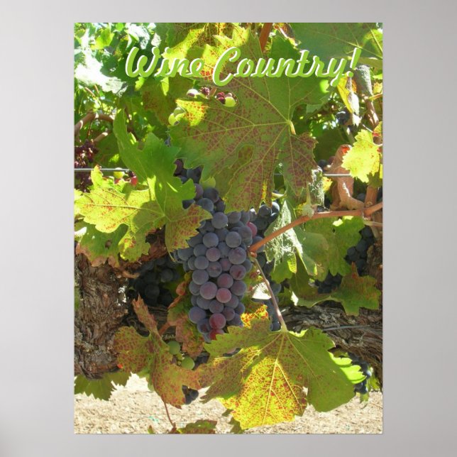 Affiche - Pays vinicole (Devant)
