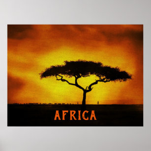 Affiche Paysage africain Arbre Acacia