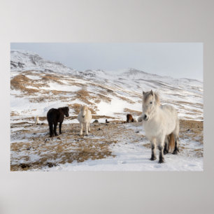 Affiche Paysage avec des chevaux islandais