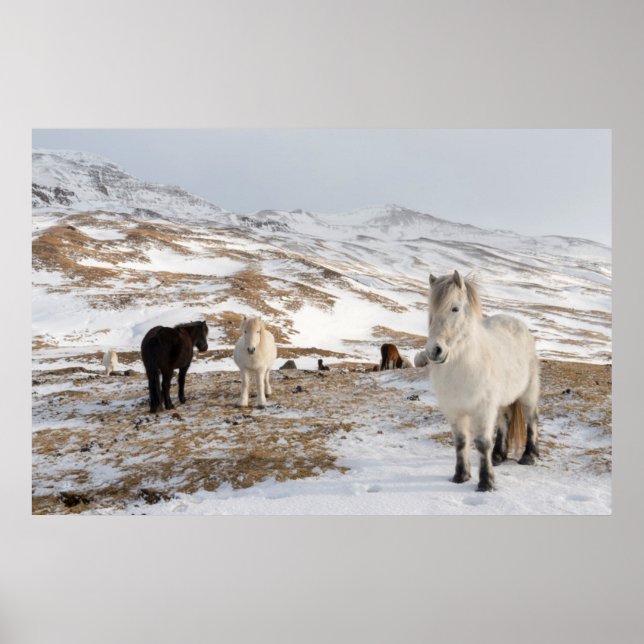 Affiche Paysage avec des chevaux islandais (Devant)