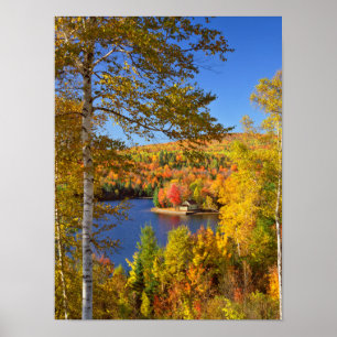 Affiche Paysage d'arbres en automne, Maine
