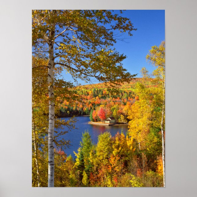 Affiche Paysage d'arbres en automne, Maine (Devant)