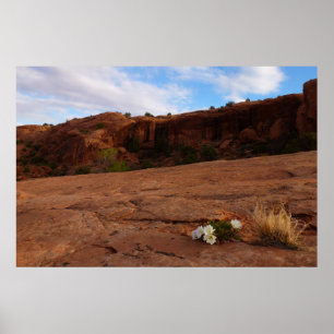 Affiche Paysage d'Arches Slickrock et d'Oenothère