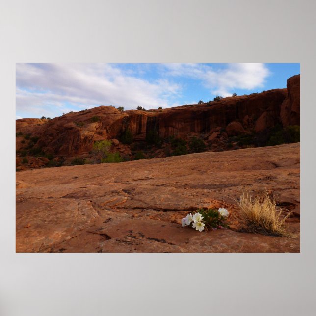 Affiche Paysage d'Arches Slickrock et d'Oenothère (Devant)