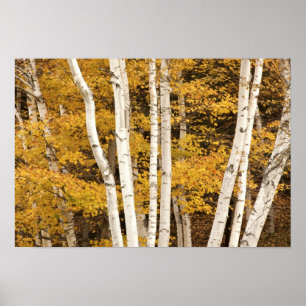 Affiche paysage d'automne, Vermont, États-Unis