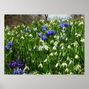 Affiche Paysage de fleurs de début de printemps à flanc de