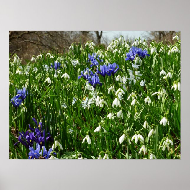 Affiche Paysage de fleurs de début de printemps à flanc de (Devant)