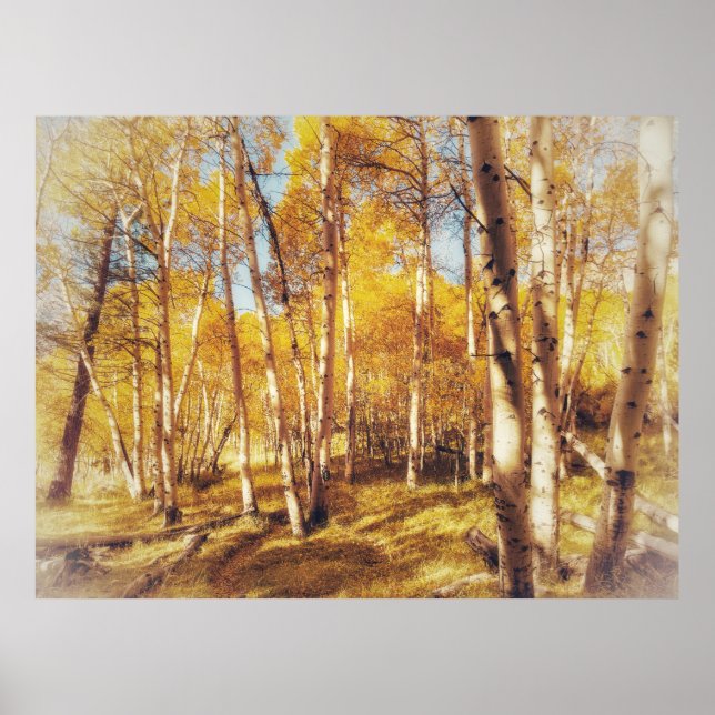 Affiche Paysage de forêt d'aspens dorés (Devant)