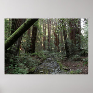 Affiche Paysage de la forêt de Muir Woods Stream