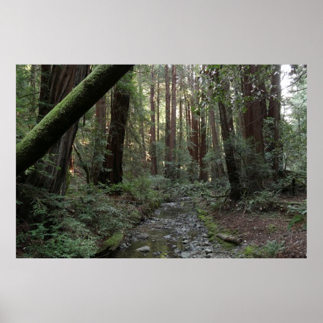 Affiche Paysage de la forêt de Muir Woods Stream (Devant)