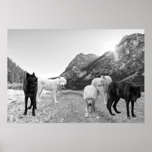 Affiche Paysage de la rivière White Black Wolf