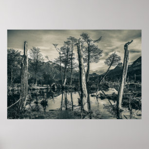 Affiche Paysage des forêts sèches, Terre de Feu, Argentine