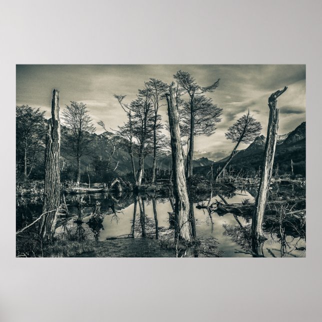 Affiche Paysage des forêts sèches, Terre de Feu, Argentine (Devant)