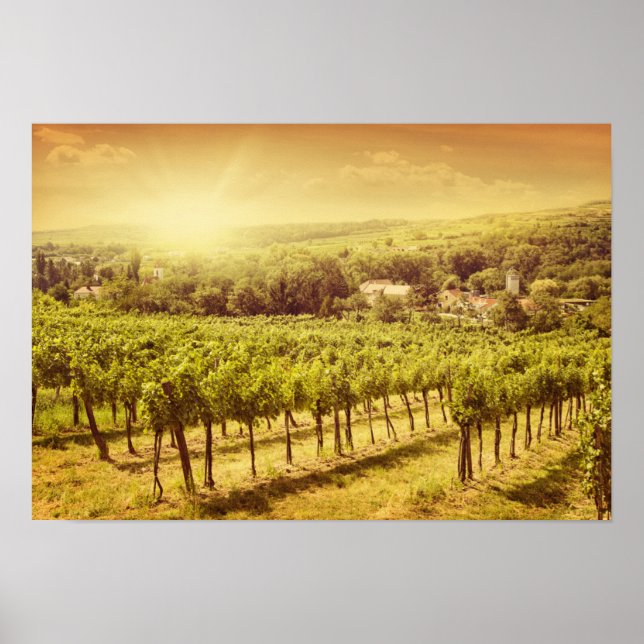 Affiche Paysage des vignobles (Devant)