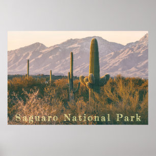 Affiche Paysage du Saguaro