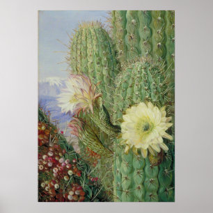 Affiche Paysage exotique de Cactus par Marianne North