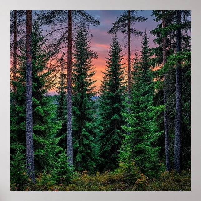 Affiche Paysage forestier au coucher du soleil avec une vé (Devant)