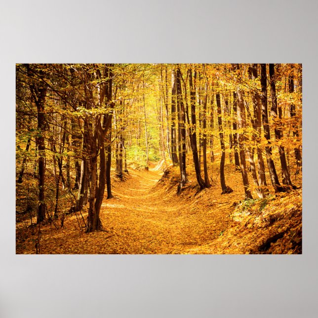 Affiche Paysage forestier d'automne (Devant)