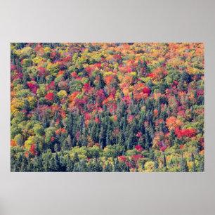 Affiche Paysage forestier d'automne