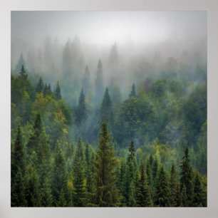 Affiche Paysage forestier de pins brumeux