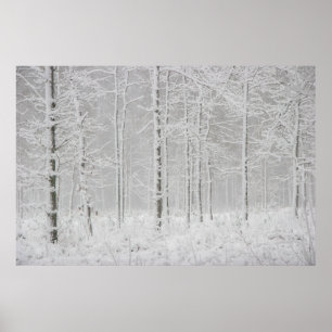 Affiche Paysage forestier d'hiver avec des arbres d'hiver 