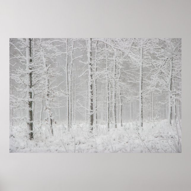 Affiche Paysage forestier d'hiver avec des arbres d'hiver  (Devant)