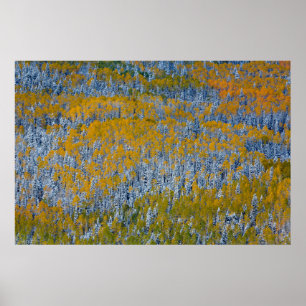 Affiche Paysage forestier en automne