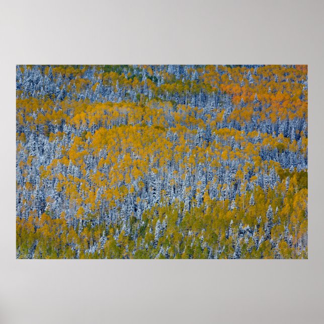Affiche Paysage forestier en automne (Devant)