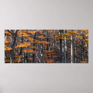 Affiche Paysage forestier panoramique, ushuaia, argentine