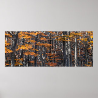 Affiche Paysage forestier panoramique, ushuaia, argentine