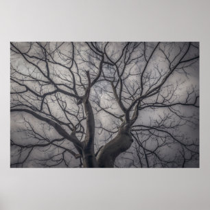 Affiche Paysage forêt ceiba arbre, guayaquil, équateur