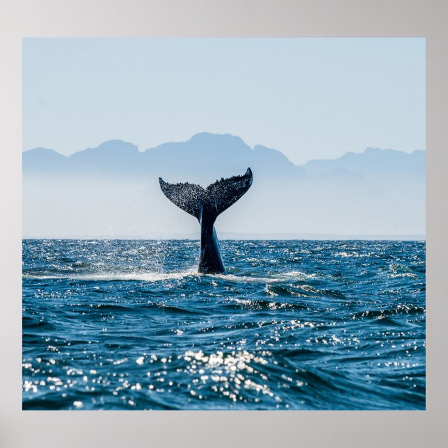 Affiche Paysage marin de la baleine : Eau Dramatique. (Devant)