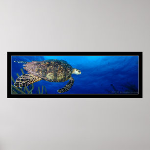 Affiche Paysage marin de tortue