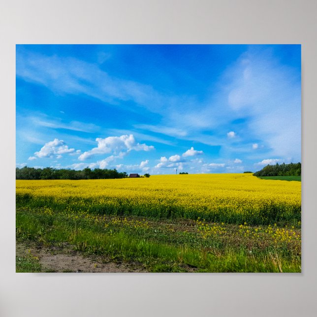 Affiche Paysage naturel Champ de canola rural Biélorussie (Devant)