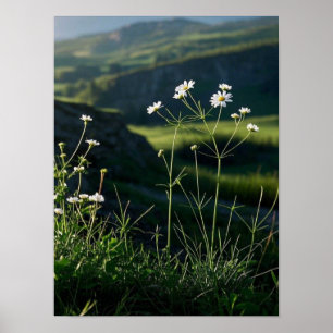 Affiche Paysage naturel de la marguerite blanche